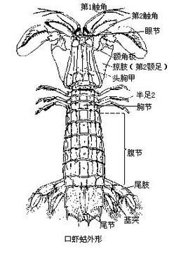 phylurm crustaceea,软甲纲(malacostraca,掠虾亚纲(hoplocarida)