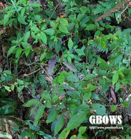 红丝线,别名:十萼茄,衫钮子,野灯笼花,血见愁,野花毛辣角,拉丁学名