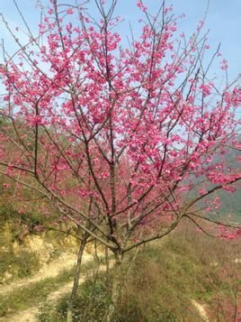 中文学名 寒绯樱 别称 福建山樱花,山樱花,绯樱,カンヒザクラ,寒绯 