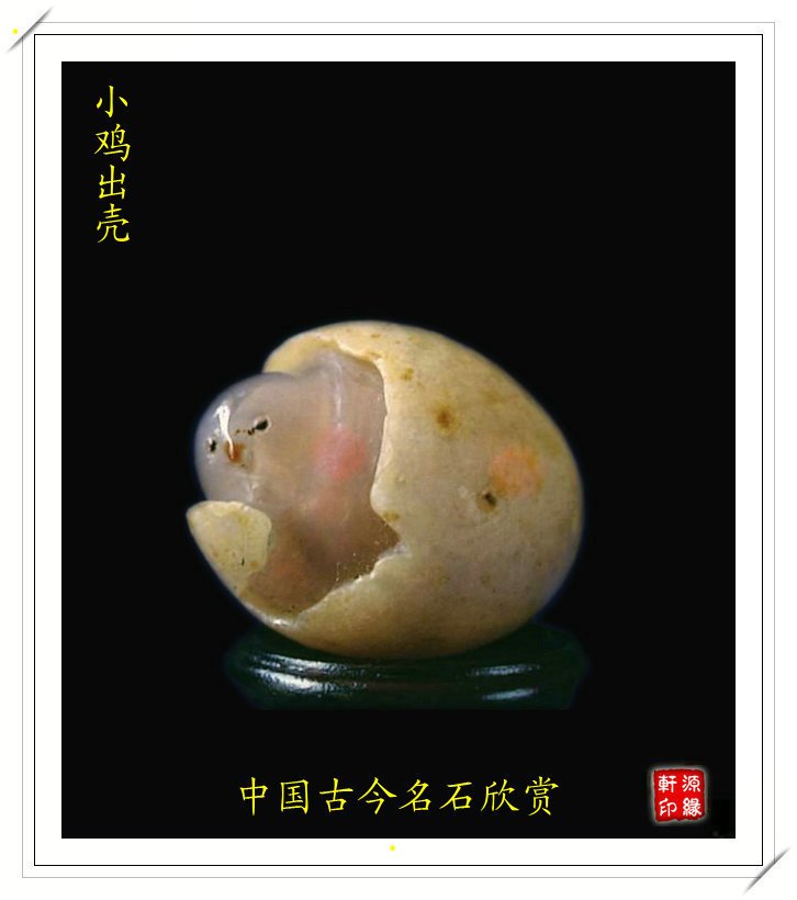 小鸡出壳
