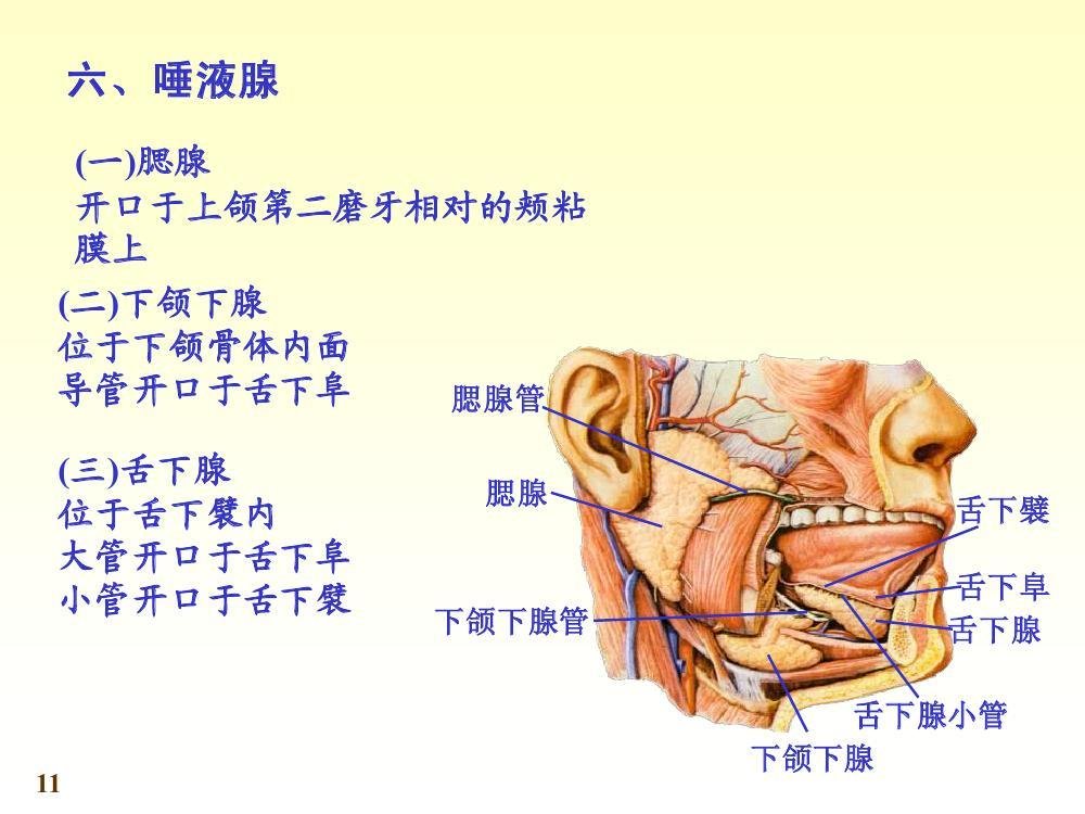 大唾液腺