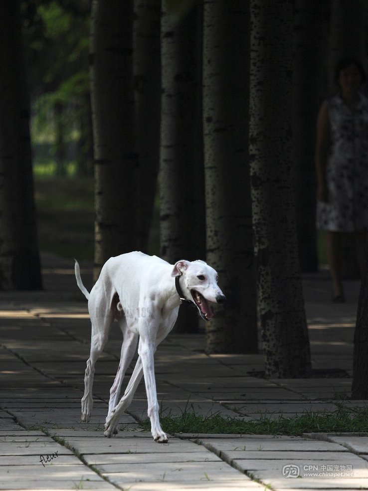 格力犬