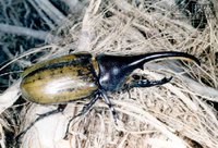 近日比利时研究人员公布了对"大力甲虫"(the hercules beetle)的最新