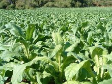 习水县主要农作物重大有害生物灾害应急预案