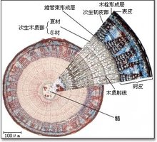 形成层