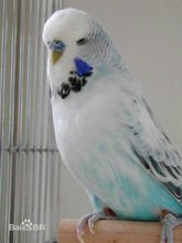 虎皮鹦鹉珍珠斑的故事