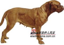 波尔多葡萄红犬