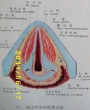 声带张开时,出现一个等腰三角形的裂隙,称为声门裂,空气由此进出,亦为