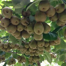 野生红心弥猴桃