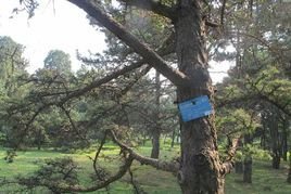 长白落叶松家系S-228