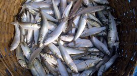 深水网箱海水鱼类养殖技术