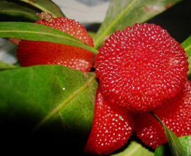 杨梅核仁_360百科