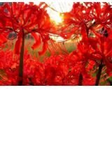 曼珠沙华,彼岸残血