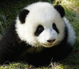大熊猫萌兰_360百科