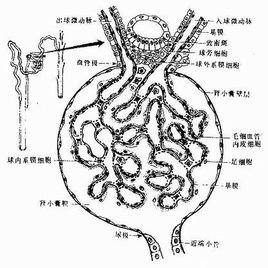 肾小球足突细胞黏蛋白,肿瘤内皮标记物-8,血管内皮生长因子d在结,直