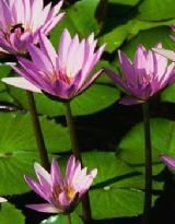 幻界城天籁之歌