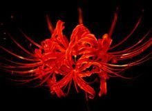 雨中的曼珠沙华