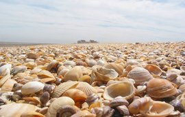 天津贝壳堤_360百科