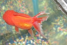 烂尾蛀鳍病_360百科