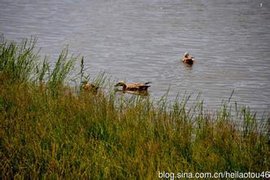 大夏河裸裂尻鱼国家级水产种质资源保护区