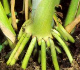 向日葵根_360百科