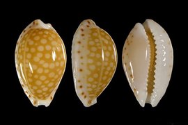 玛拿西角缘宝螺