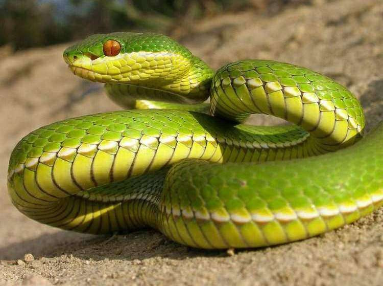 男子救了一条青蛇精,原本以为会像神话中是个女蛇,谁知是个男蛇