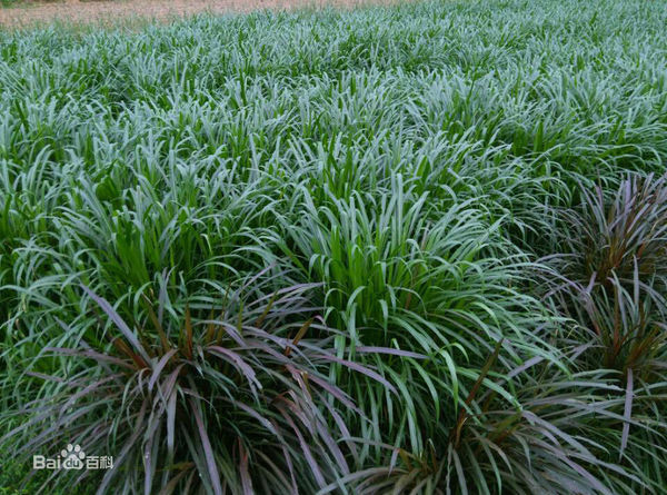 一亩地许要多少珠种皇竹草_360问答