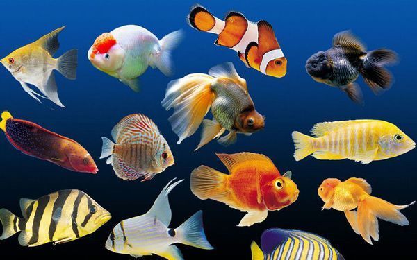 50cm鱼缸可以养什么样的热带鱼?养几条?_36