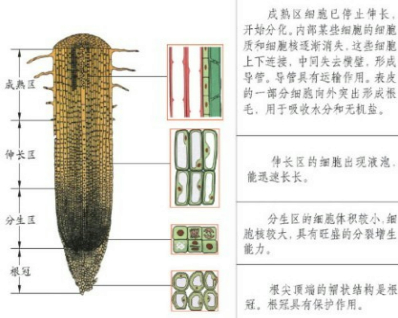 20种石斛属植物根解剖结构特征与种间分类研究_侯晓强