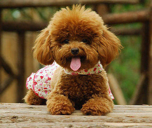 泰迪犬的智商 可爱又聪明的萌宠_360问答