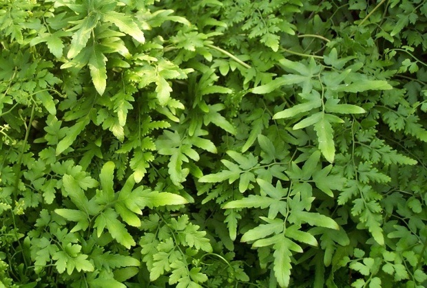 请问这是什么植物?_360问答