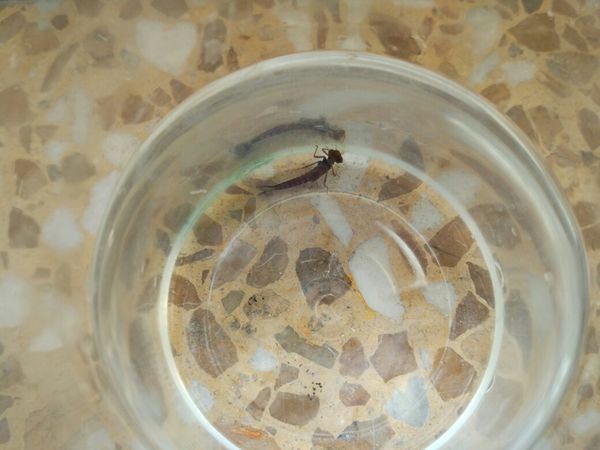 水草缸鱼缸里面今晨发现了这么一条怪物,请问