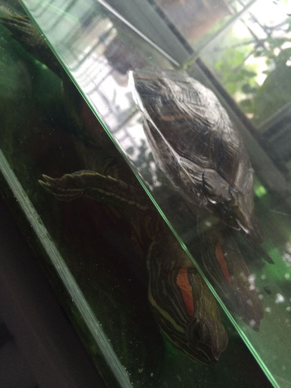 我家的巴西龟 今天早上突然一动也不动了 四只