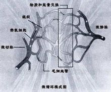 微循环