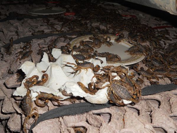 山东野外养蝎子2012年视频_360问答