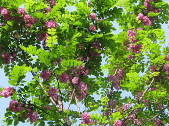 香花槐 嫁接香花槐 红花槐 香花槐价格 河北保定