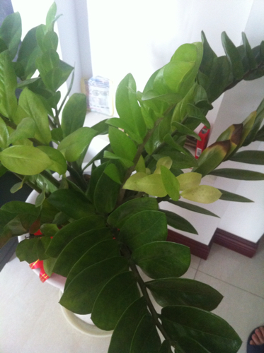 金钱树花,这个样是什么原因造成的现状_360问