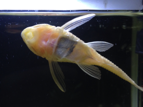 黄金大胡子沉底,消瘦,无力,肚皮瘪,咋回事?同缸