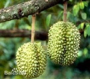 榴莲适合在哪些地方种植?_360问答