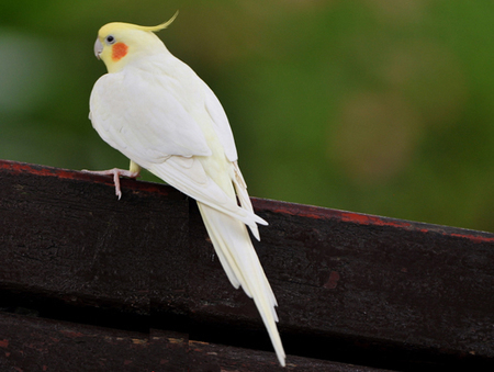 如何保存鹦鹉的粮食 保证其饲料的干燥_360问