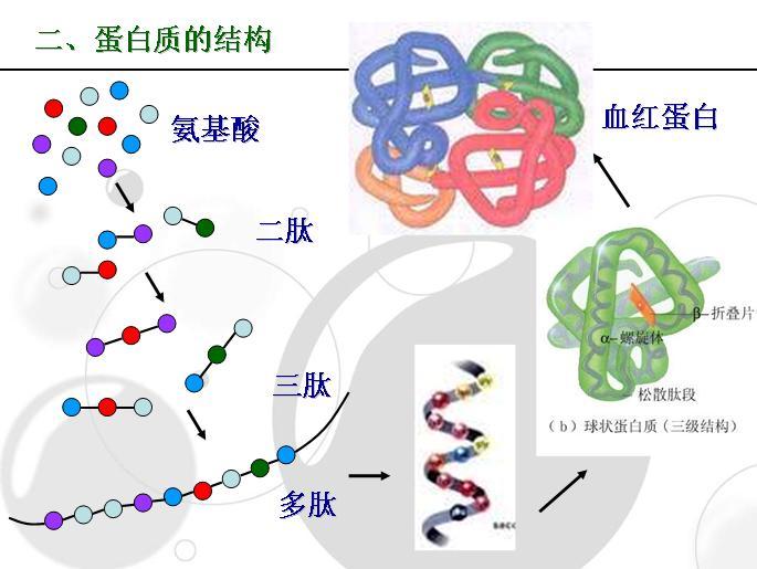 大豆蛋白质结构_微明网