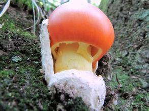 四川人食用蘑菇橙盖伞(鸡蛋菌)是属哪个属类的
