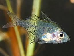 彩裙鱼是一个品种?玻璃拉拉是一个品种?还是