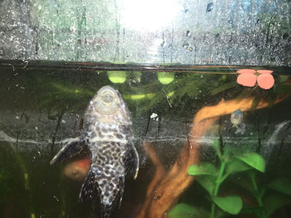 清道夫是正常吗?金鱼没死就浮在水面上,求帮助