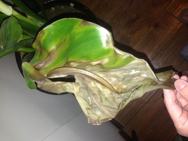 植物叶片边缘、中心出现焦状,随后整个叶片枯