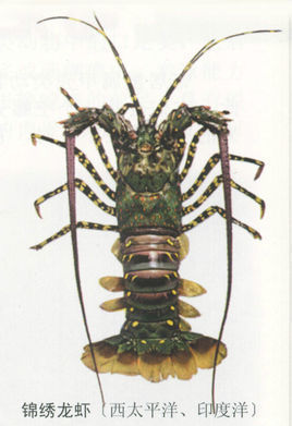 样子很像龙虾但比龙虾大的虾叫什么名字_360