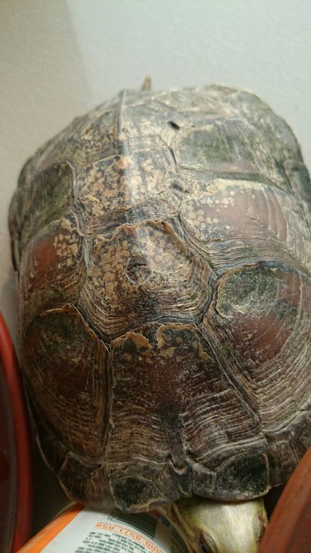 我家乌龟养了二十年,最近几天发现乌龟的背壳