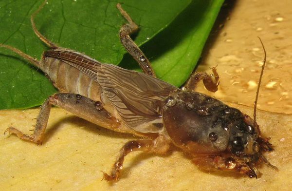 会挖土像螳螂一样的虫子_360问答