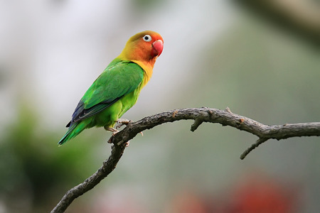 鹦鹉幼鸟饲养全攻略 预防鸟儿出现拒食_360问